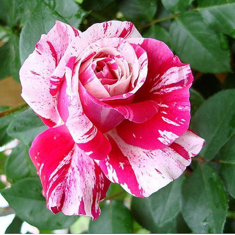 Ines Sastre Trandafir Cățărător Urcător butași trandafiri de grădină