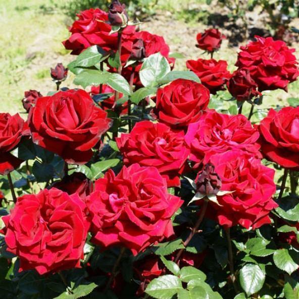 Ingrid Bergman Trandafir Teahibrid butași trandafiri de grădină