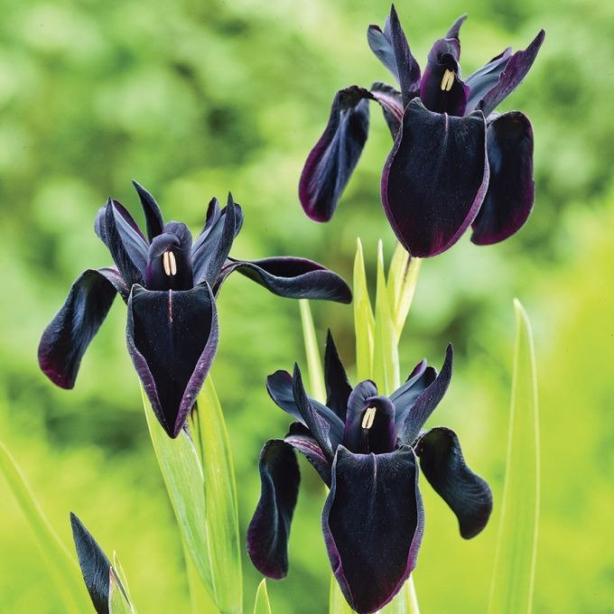 Iris Black Form Plants butași trandafiri de grădină