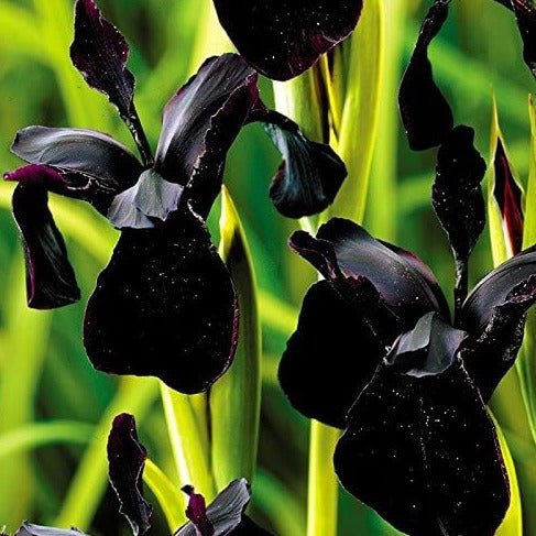 Iris Black Form Plants butași trandafiri de grădină