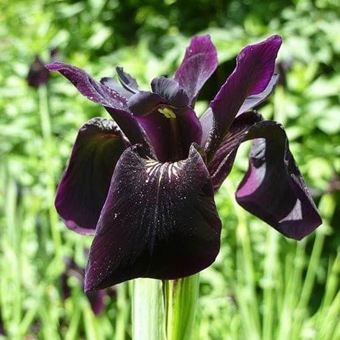 Iris Black Form Plants butași trandafiri de grădină
