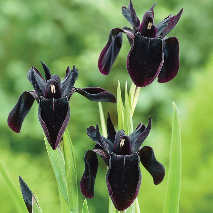 Iris Black Form Plants butași trandafiri de grădină