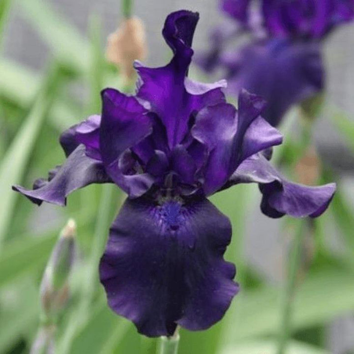 Iris Germanica Black Dragon  butași trandafiri de grădină