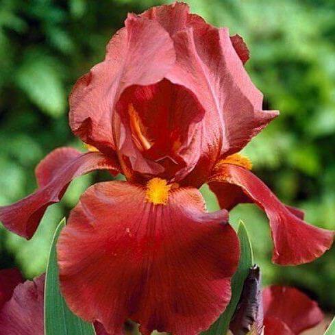 Iris Germanica Respectable  butași trandafiri de grădină