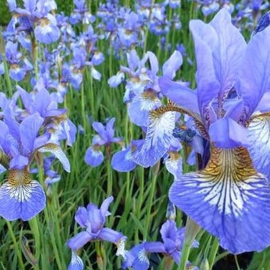 Iris Sibirica Persimmon Pants butași trandafiri de grădină