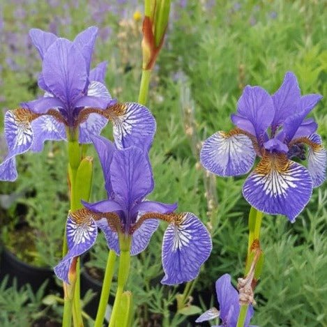 Iris Sibirica Persimmon Pants butași trandafiri de grădină