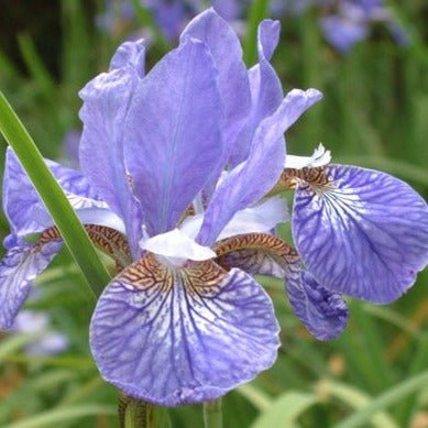 Iris Sibirica Persimmon Pants butași trandafiri de grădină