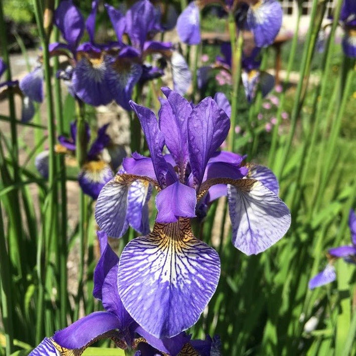 Iris Sibirica Persimmon Pants butași trandafiri de grădină