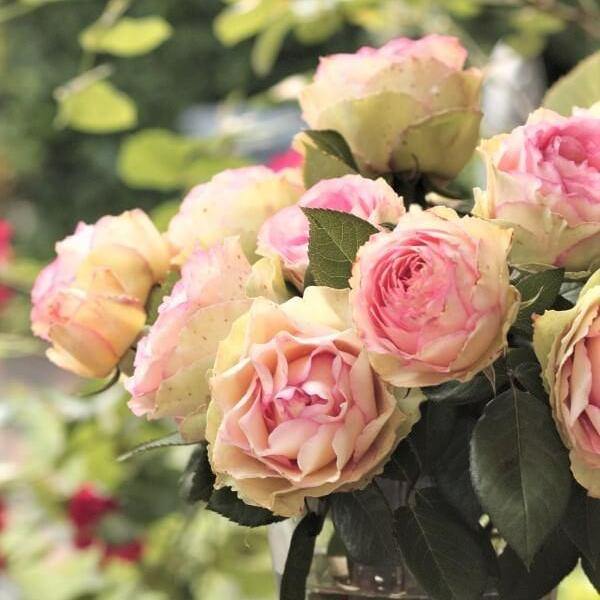 Jalitah Butasi trandafiri de gradina butași trandafiri de grădină