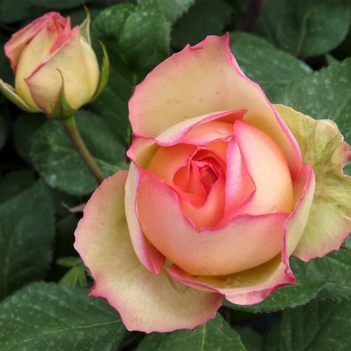 Jalitah Butasi trandafiri de gradina butași trandafiri de grădină