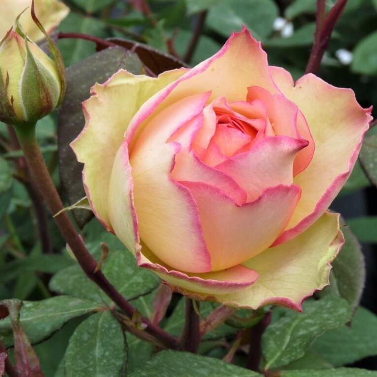 Jalitah Butasi trandafiri de gradina butași trandafiri de grădină