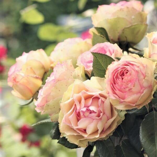 Jalitah Butasi trandafiri de gradina butași trandafiri de grădină