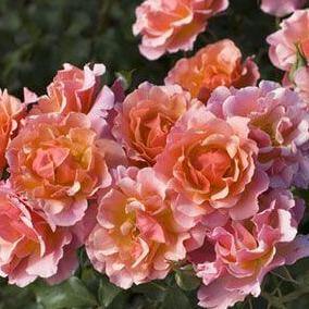 Jean Cocteau Trandafir Floribunda butași trandafiri de grădină