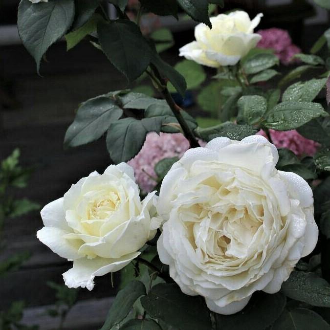 Jeanne Moreau Trandafir Teahibrid butași trandafiri de grădină