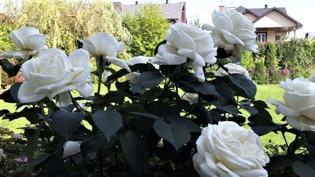 Jeanne Moreau Trandafir Teahibrid butași trandafiri de grădină