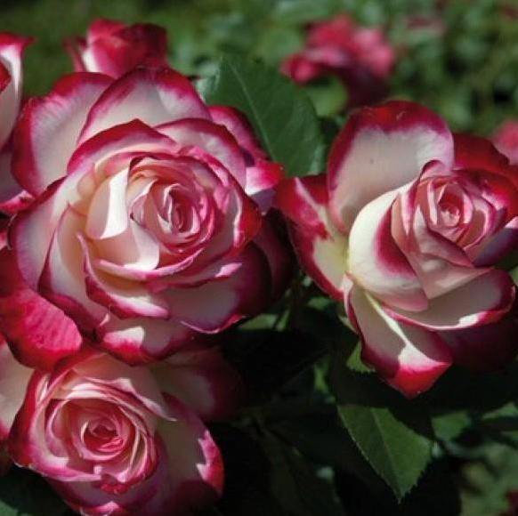 Jubile du Prince de Monaco Trandafir Floribunda butași trandafiri de grădină