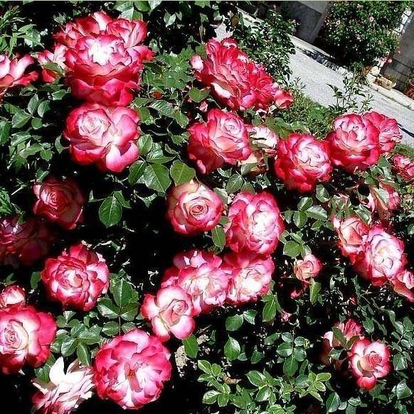 Jubile du Prince de Monaco Trandafir Floribunda butași trandafiri de grădină