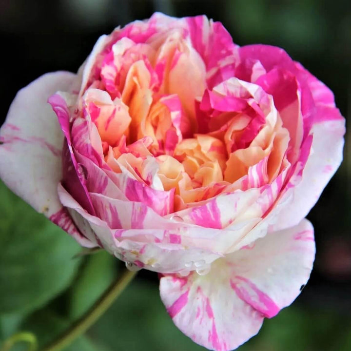 Julie Andrieu Trandafir Cățărător Urcător butași trandafiri de grădină