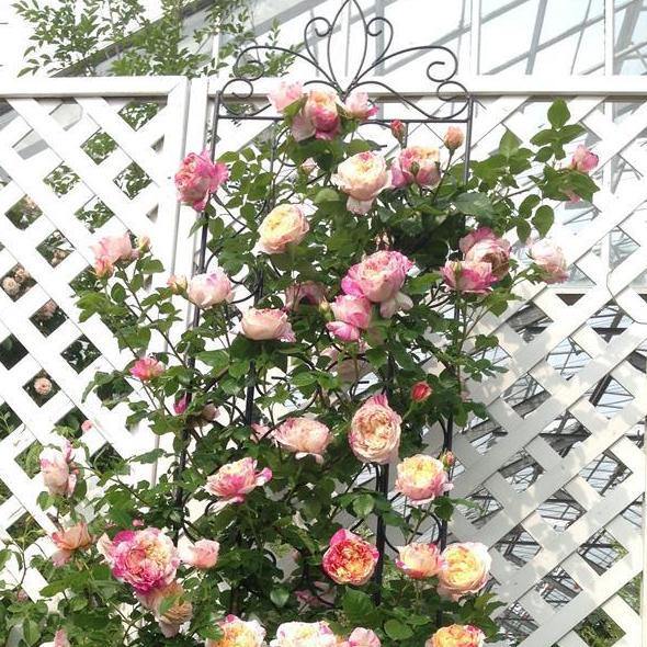 Julie Andrieu Trandafir Cățărător Urcător butași trandafiri de grădină