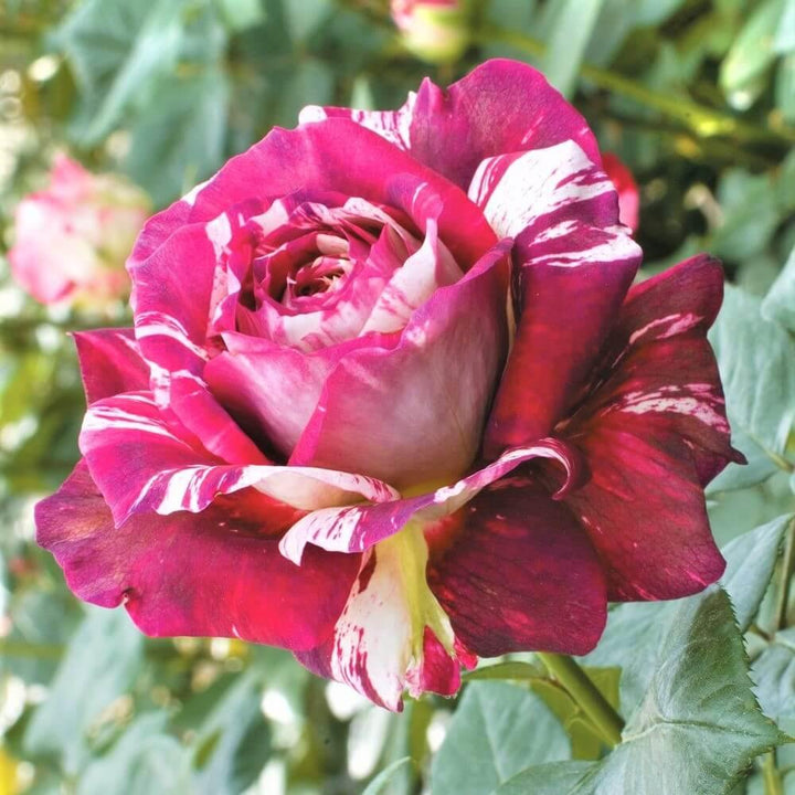 Julio Iglesias Trandafir Teahibrid butași trandafiri de grădină