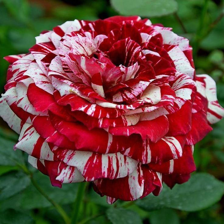 Julio Iglesias Trandafir Teahibrid butași trandafiri de grădină