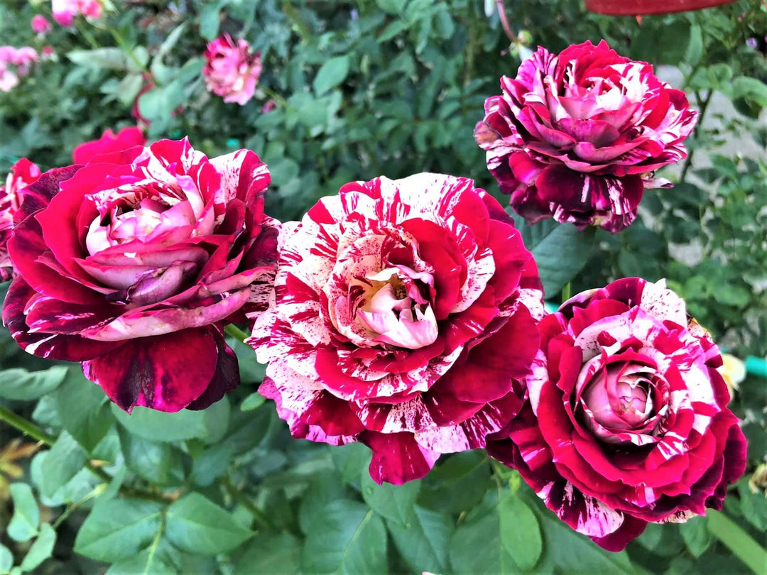 Julio Iglesias Trandafir Teahibrid butași trandafiri de grădină