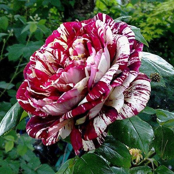 Julio Iglesias Trandafir Teahibrid butași trandafiri de grădină