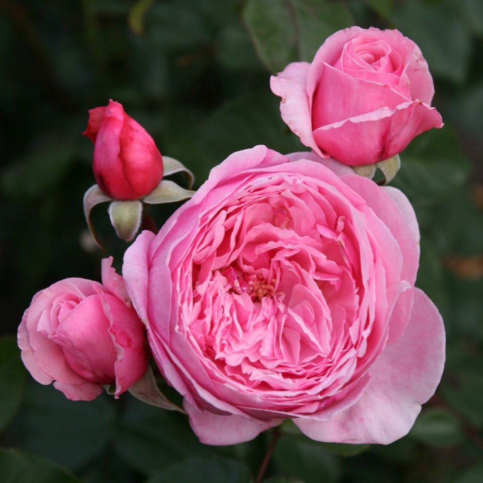 Kiss Me Kate Butasi trandafiri de gradina butași trandafiri de grădină