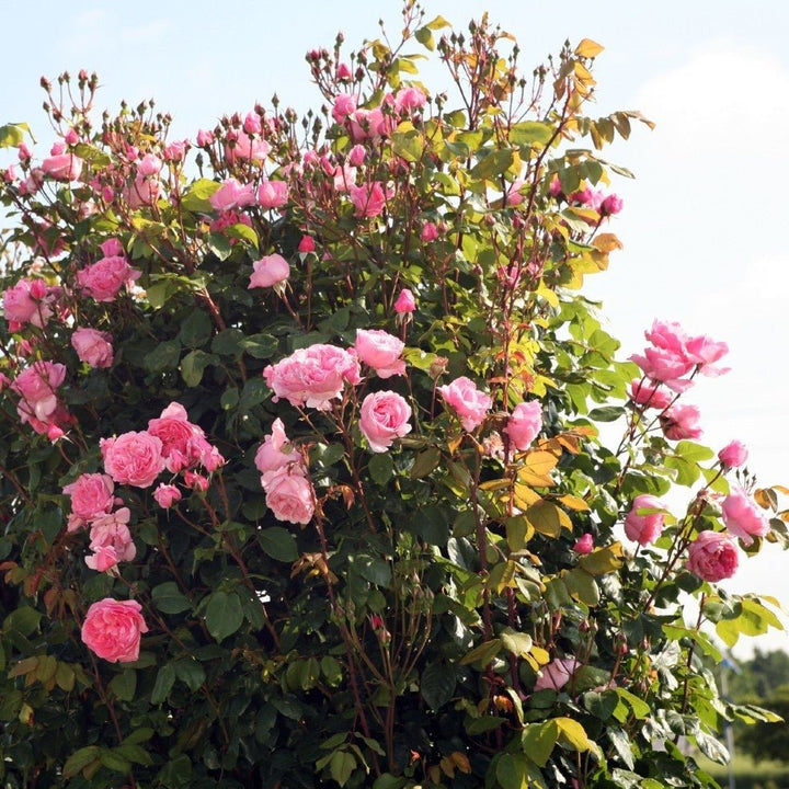 Kiss Me Kate Butasi trandafiri de gradina butași trandafiri de grădină