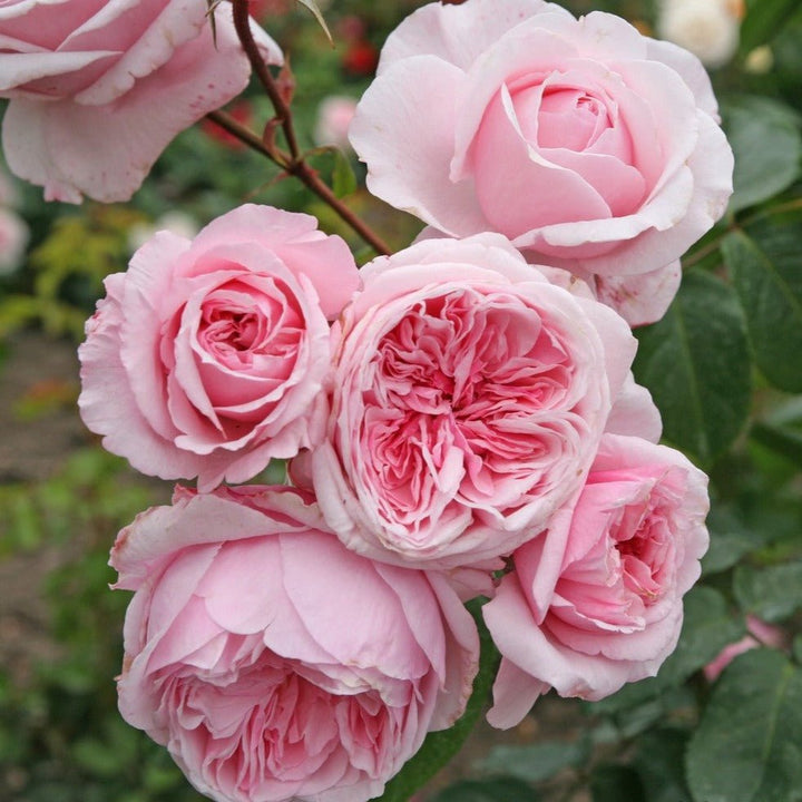 Kiss Me Kate Butasi trandafiri de gradina butași trandafiri de grădină