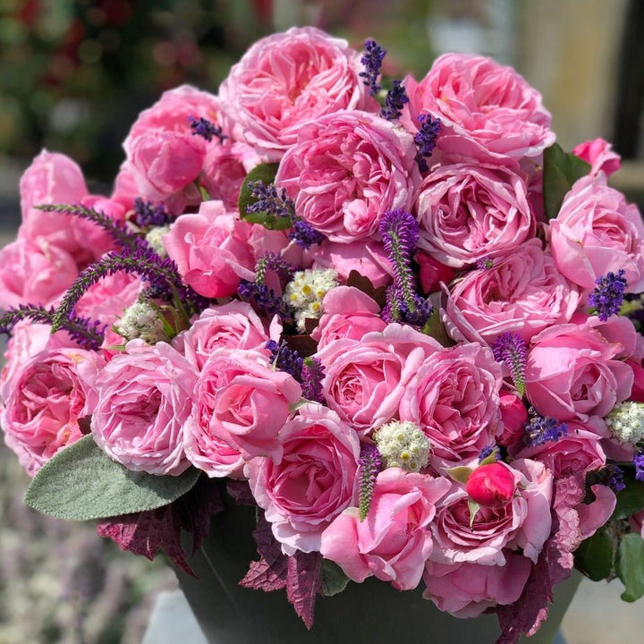 Kiss Me Kate Butasi trandafiri de gradina butași trandafiri de grădină