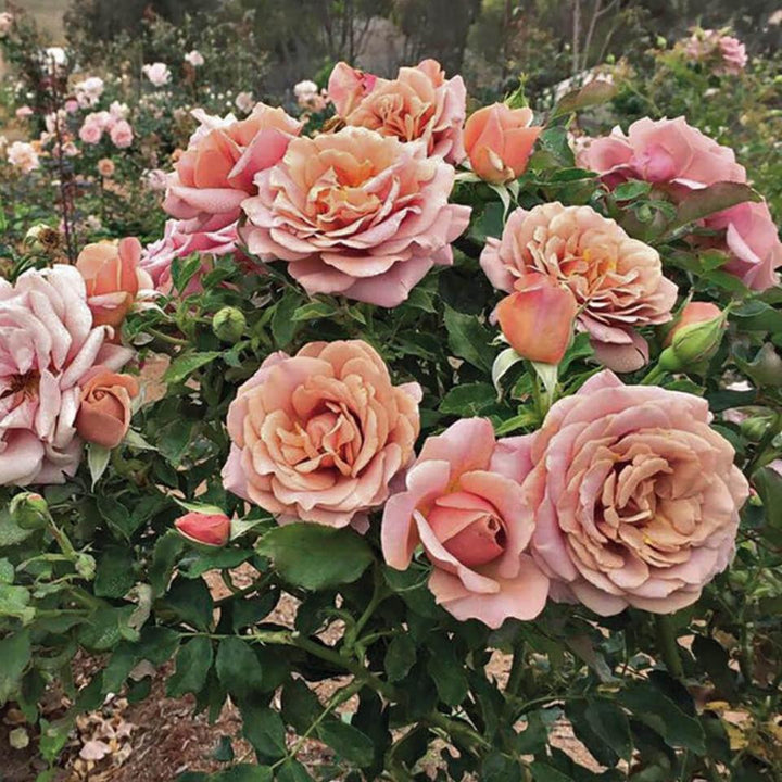 Koko Loko Trandafir Floribunda butași trandafiri de grădină