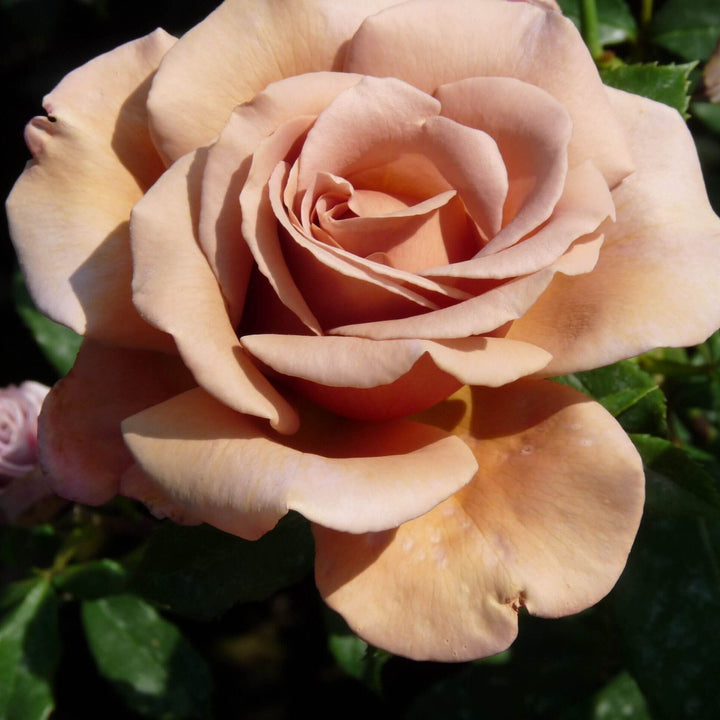 Koko Loko Trandafir Floribunda butași trandafiri de grădină