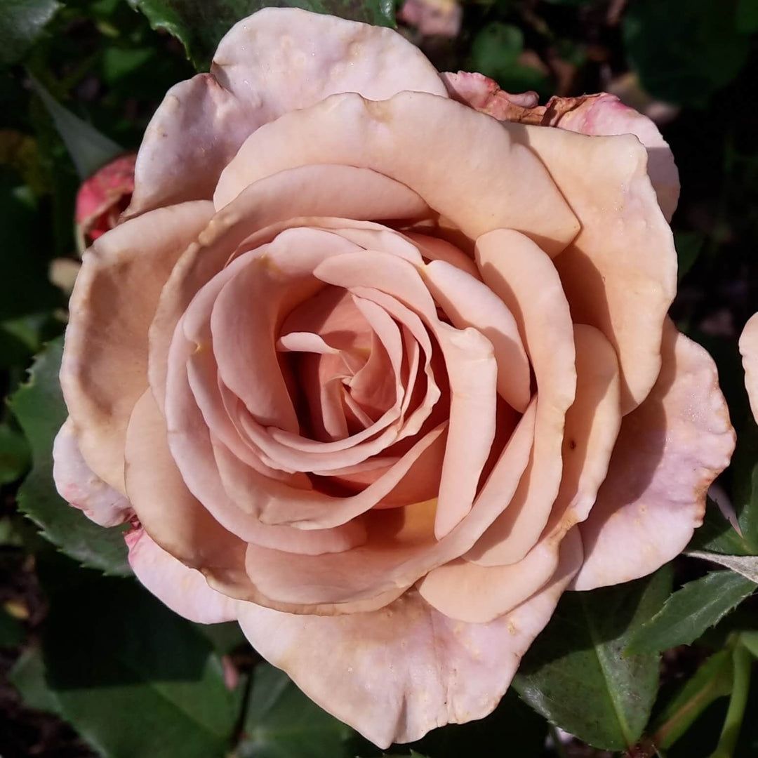 Koko Loko Trandafir Floribunda butași trandafiri de grădină