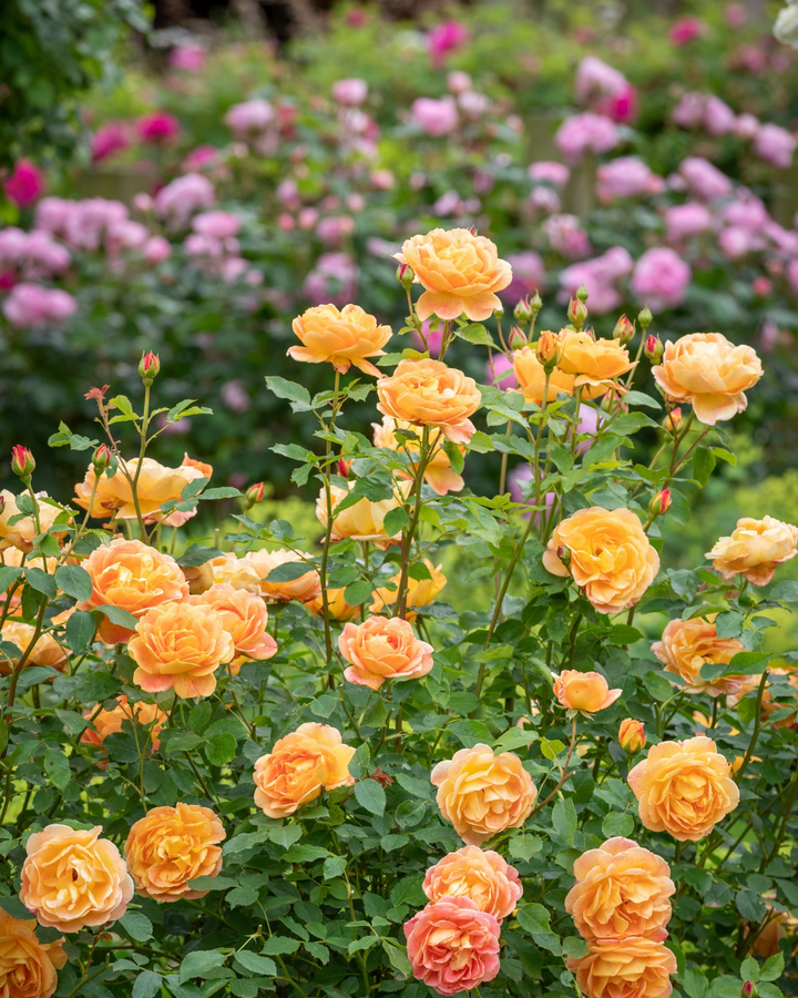 Lady of Shalott