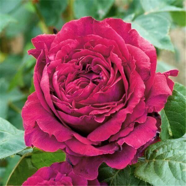 La Rose des 4 Vents Trandafir Floribunda butași trandafiri de grădină