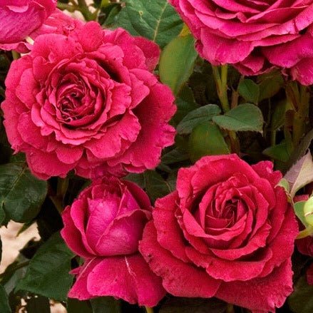 La Rose des 4 Vents Trandafir Floribunda butași trandafiri de grădină
