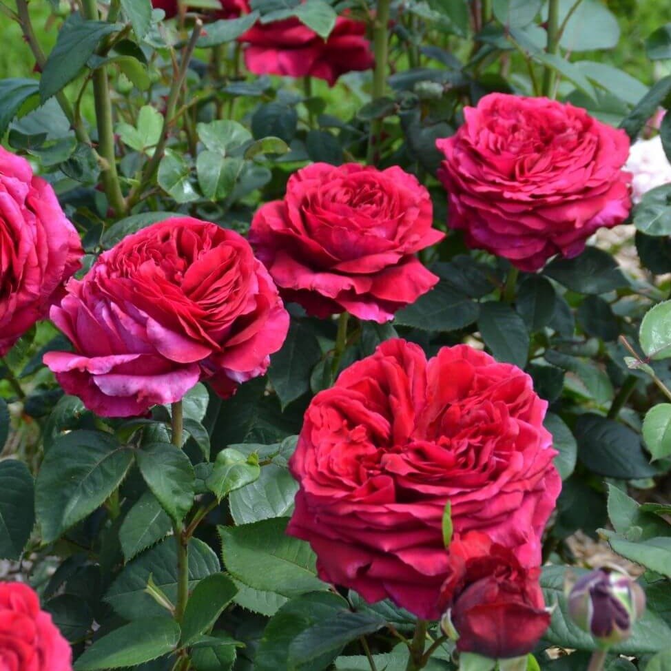 La Rose des 4 Vents Trandafir Floribunda butași trandafiri de grădină