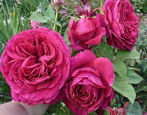 La Rose des 4 Vents Trandafir Floribunda butași trandafiri de grădină