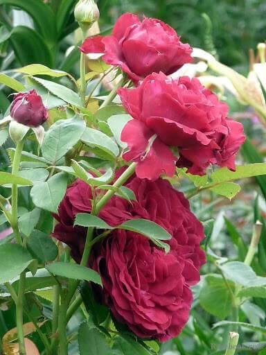 La Rose des 4 Vents Trandafir Floribunda butași trandafiri de grădină