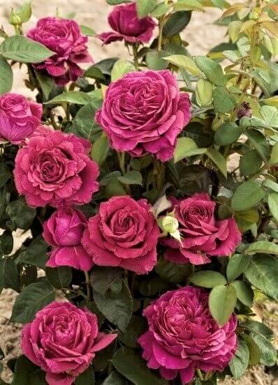 La Rose des 4 Vents Trandafir Floribunda butași trandafiri de grădină