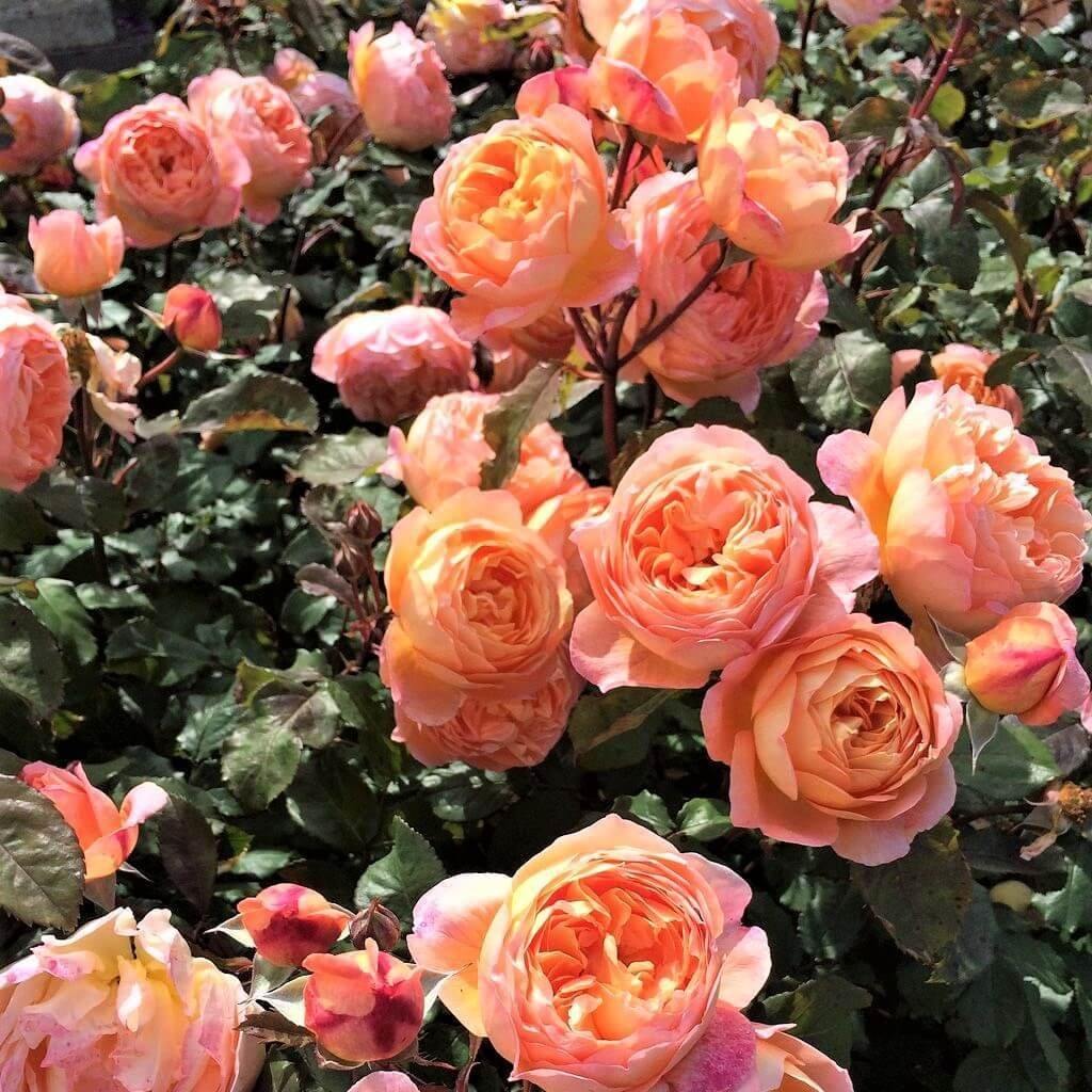 Lady Emma Hamilton Trandafir Englezesc Floribunda butași trandafiri de grădină