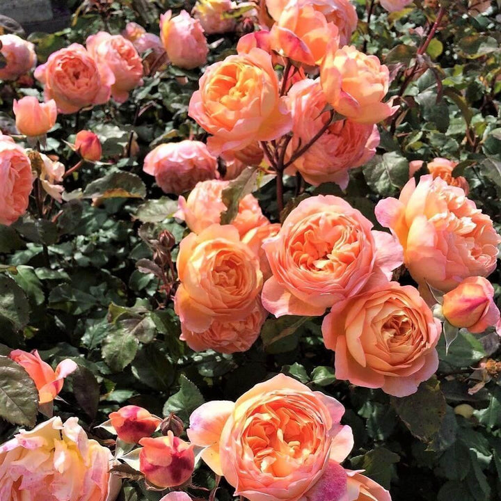 Lady Emma Hamilton Trandafir Englezesc Floribunda butași trandafiri de grădină