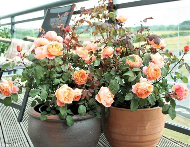 Lady Emma Hamilton Trandafir Englezesc Floribunda butași trandafiri de grădină