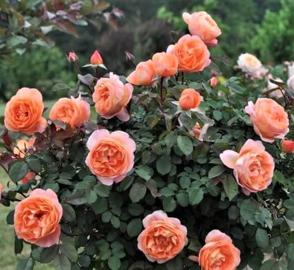 Lady Emma Hamilton Trandafir Englezesc Floribunda butași trandafiri de grădină