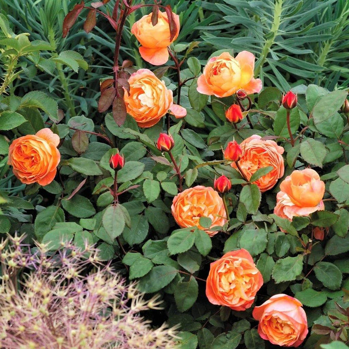 Lady Emma Hamilton Trandafir Englezesc Floribunda butași trandafiri de grădină