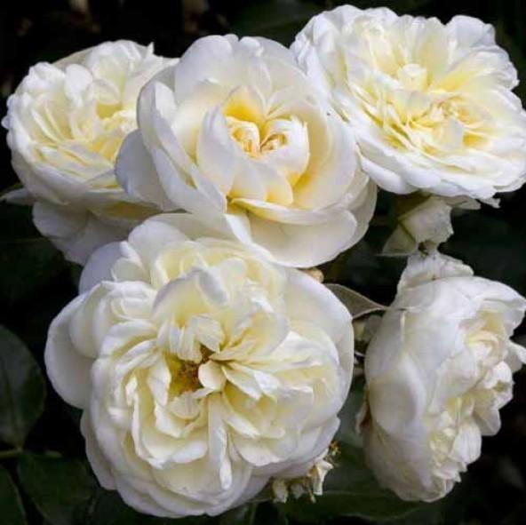 Lady Romantica Trandafir Floribunda butași trandafiri de grădină