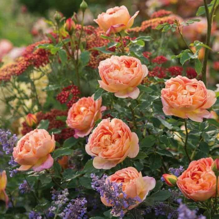 Lady of Shalott Trandafir Englezesc Floribunda butași trandafiri de grădină