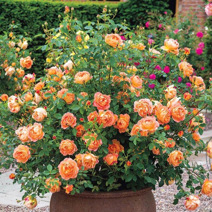 Lady of Shalott Trandafir Englezesc Floribunda butași trandafiri de grădină