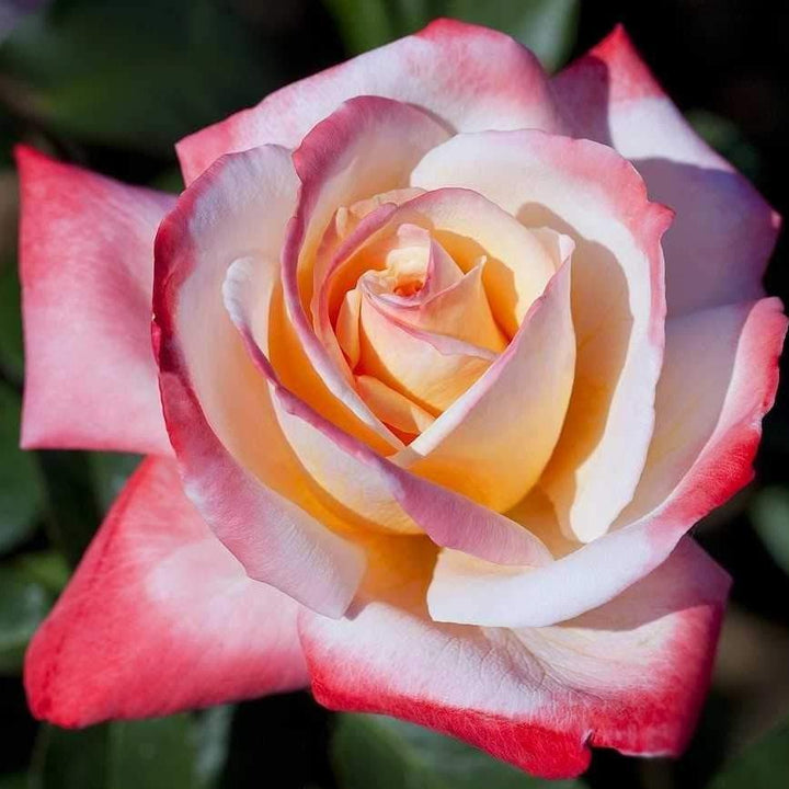 Laetitia Casta Trandafir Teahibrid butași trandafiri de grădină